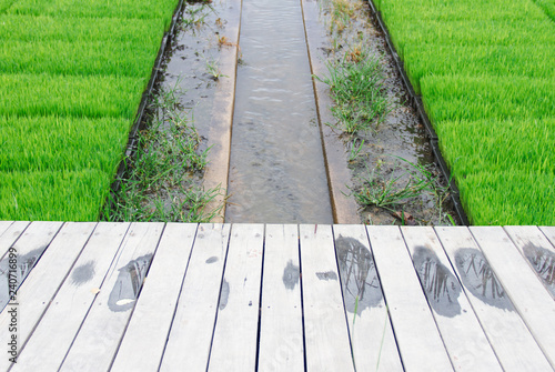 Irrigation Canal flows through the fields of seedlings. © shooting88
