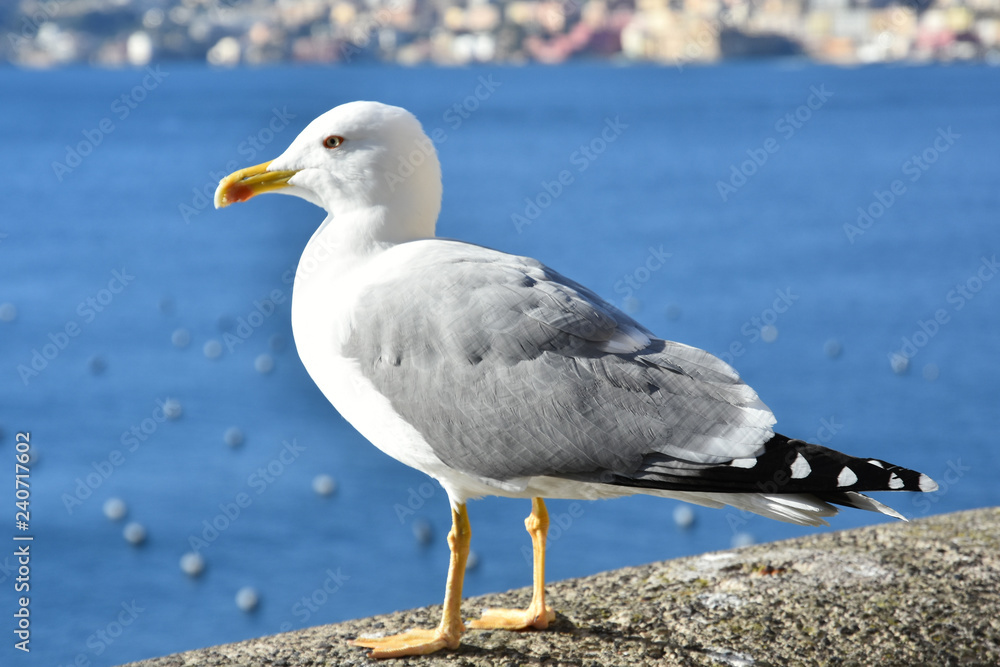 The seagull is a bird that has inspired many poets