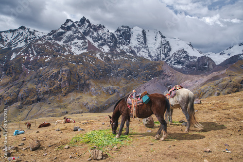 Horses grazing on mountain plateau, Andes