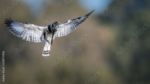 Single isolated pied kingfisher in action- Israel © Oren