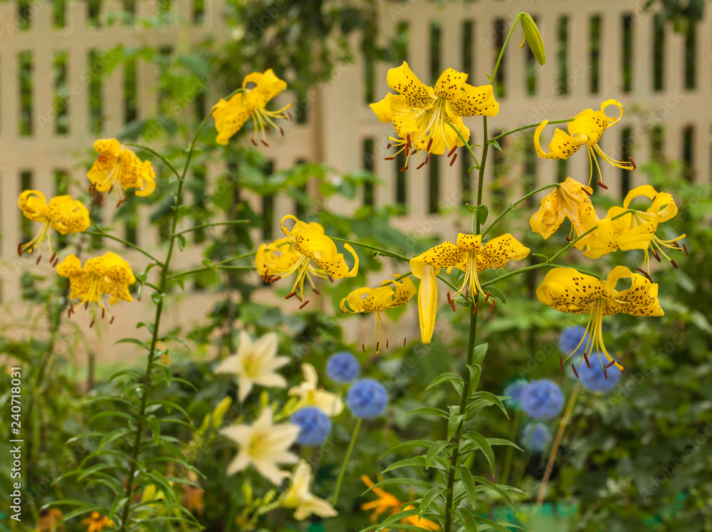 Fototapeta premium Asian hybrids lilies 
