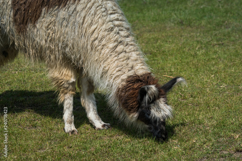 Peruvian llama grazing on green lawn