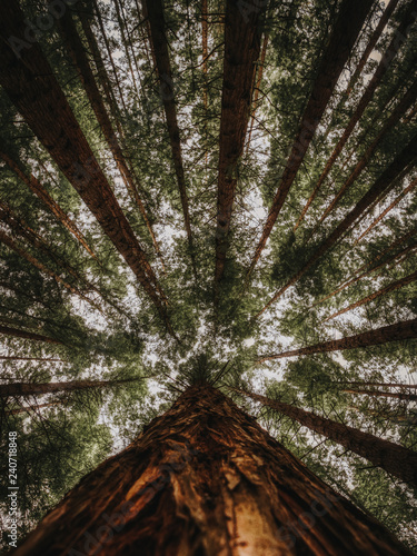 Tree trunk from below in redwood forest