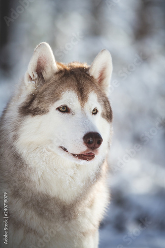 Profile Portrait of beautiful, happy and free Siberian Husky dog sitting on the snow in the fairy forest in winter © Anastasiia