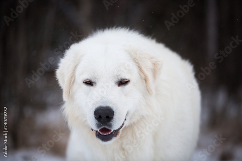 Portrait of beautiful maremmano abruzzese sheepdog. Close-up image of big white fluffy dog is on the snow in the forest