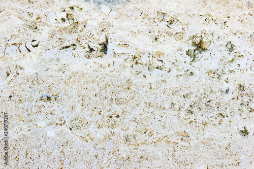 Texture coquina stone, close-up