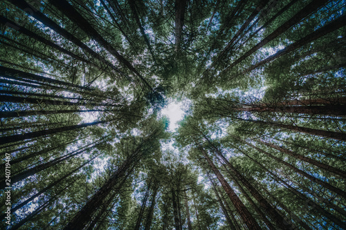 Green trees in forest viewed from below