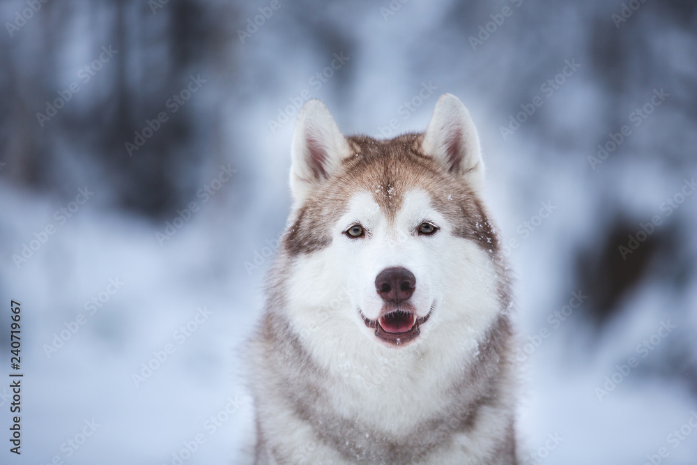 Close-up portrait of beautiful and free beige dog breed siberian husky sitting on the snow in the fairy winter forest