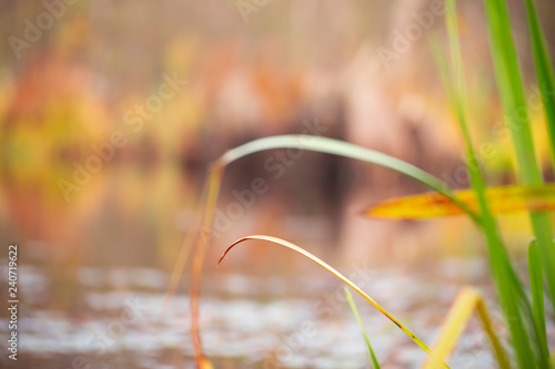 A blade of grass on the background of the autumn lake © Светлана Горбань