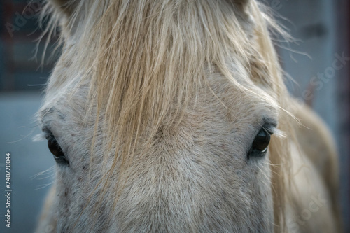 Tablou pe pânză Eyes and forelock of a dappled white horse