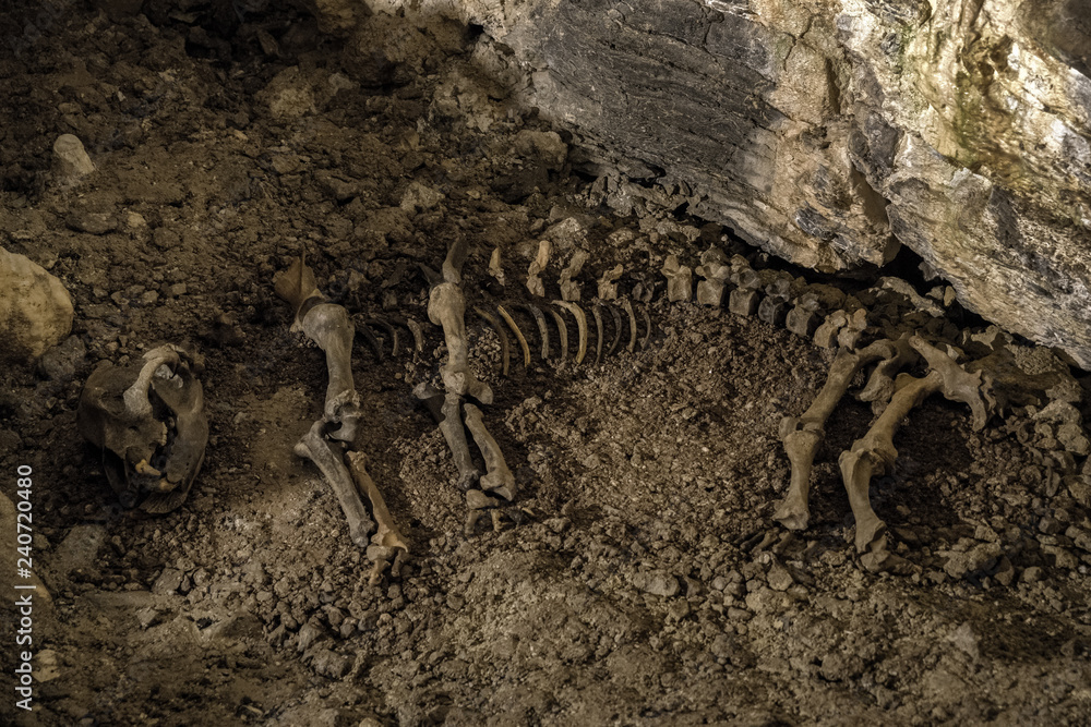 Obraz premium Cave bear skeleton