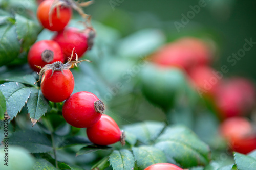 Red rosehip berries on a branch. In the garden in early autumn photo