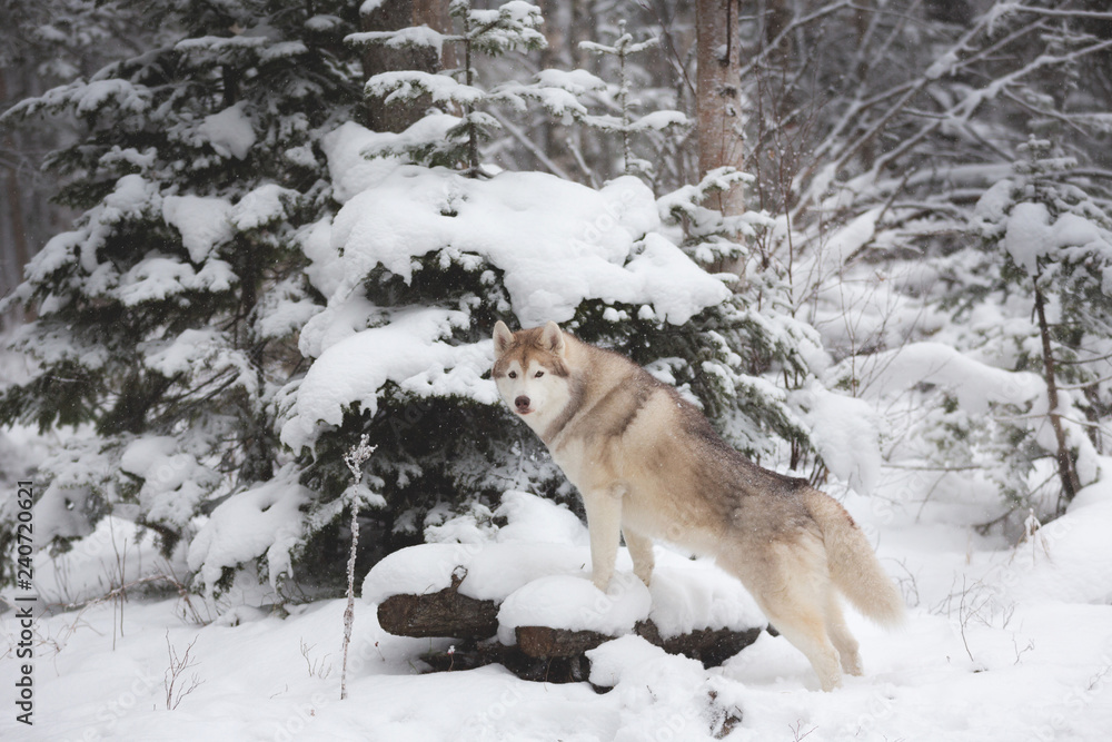 Obraz premium Portrait of gorgeous and happy beige and white dog breed siberian husky standing in the forest in winter