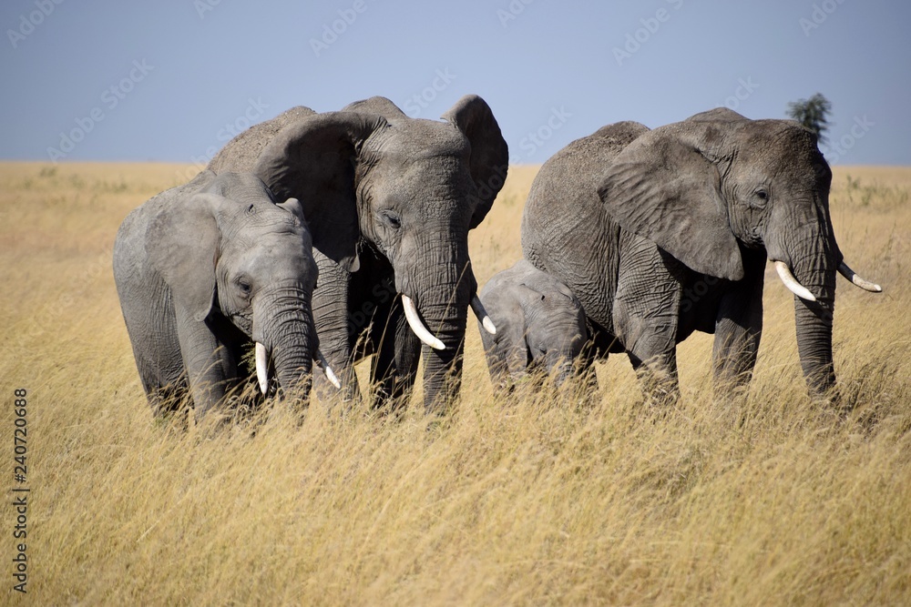 Obraz premium A journey