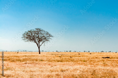 Tree in the savannah