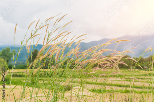 grass flower and mountain is background