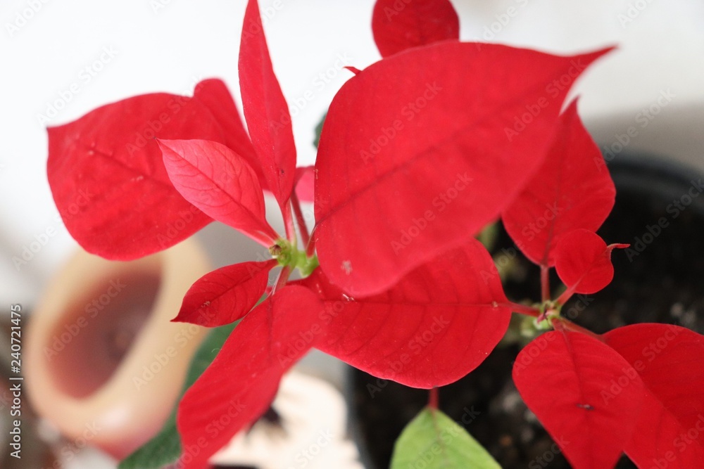 Poinsettia