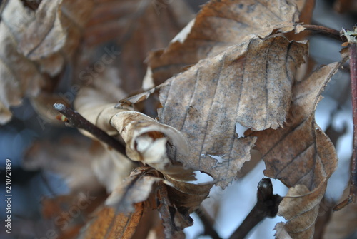 leaf at winter