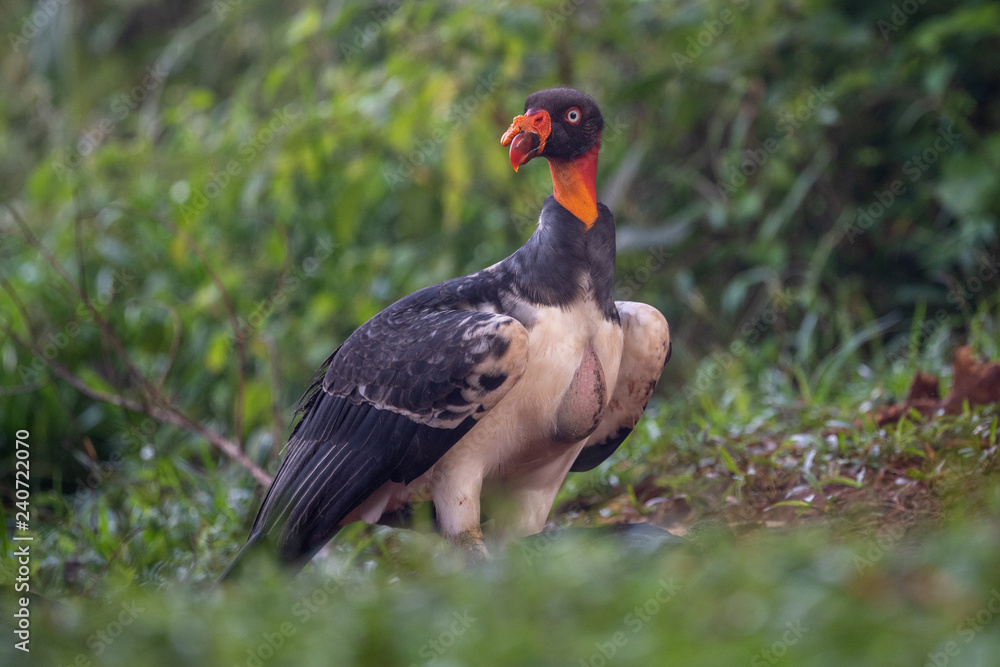 King vulture, Sarcoramphus papa, large bird found in Central and South America. Flying bird, forest in the background. Wildlife scene from tropic nature. Red head bird. Condor with open wing, Panama King vulture, Sarcoramphus papa, large bird found in Central and South America. Flying bird, forest in the background. Wildlife scene from tropic nature. Red head bird. Condor with open wing, Panama