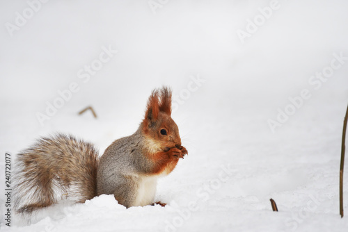 Squirrel in the snow eating a nut. Winter nature. 
