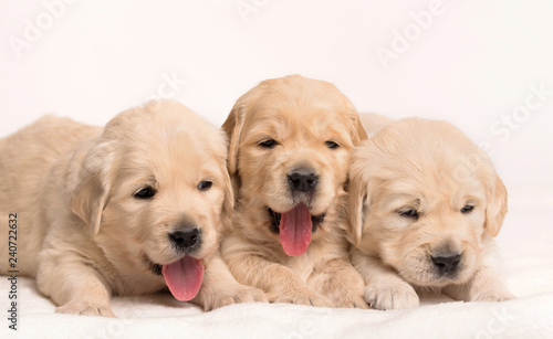 Golden Retriever dog on a white background