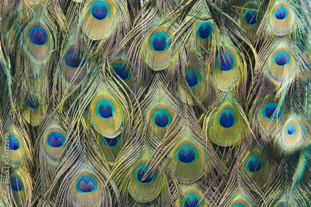 Obraz premium Peacock feathers for background
