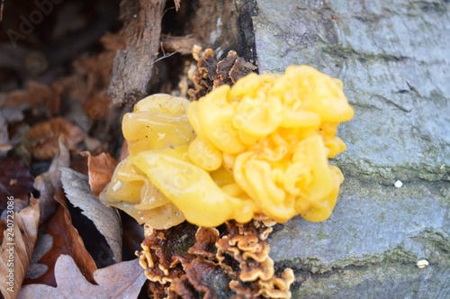 Goldgelber Zitterling (Tremella mesenterica) Baumpilz photo