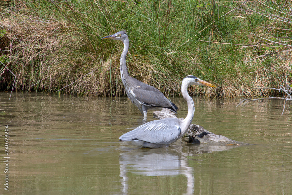 Heron - Pont de Gau - Camargue - France Heron - Pont de Gau - Camargue - France
