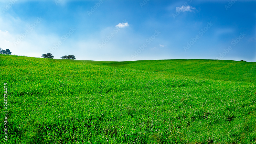 Green Fields