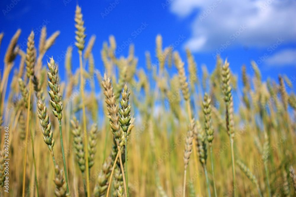 Ripe rye ears in a field Ripe rye ears in a field