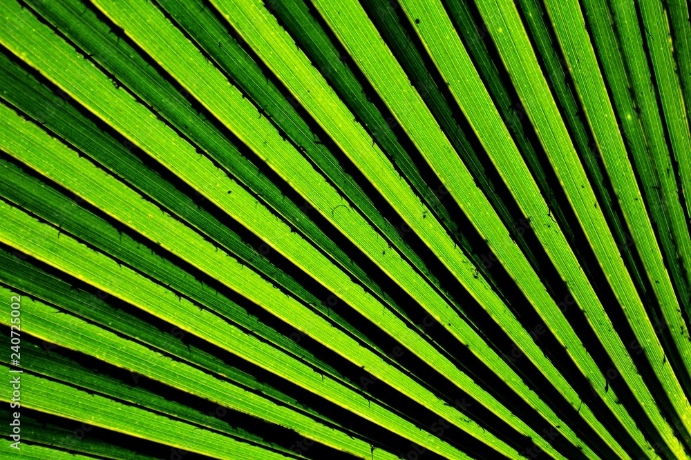 Obraz premium Lines and textures of green palm leaves