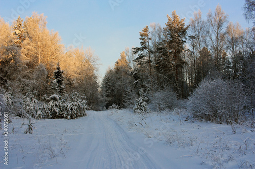 Path in the snowy woods