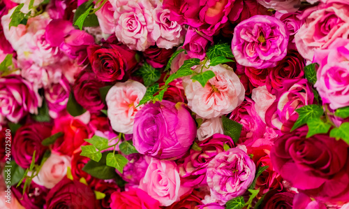 Pink and Purple Roses for Romantic Valentines Day