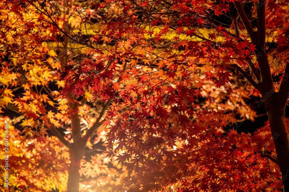 Maple Japan Autumn parks name Maple Japan Autumn parks name
