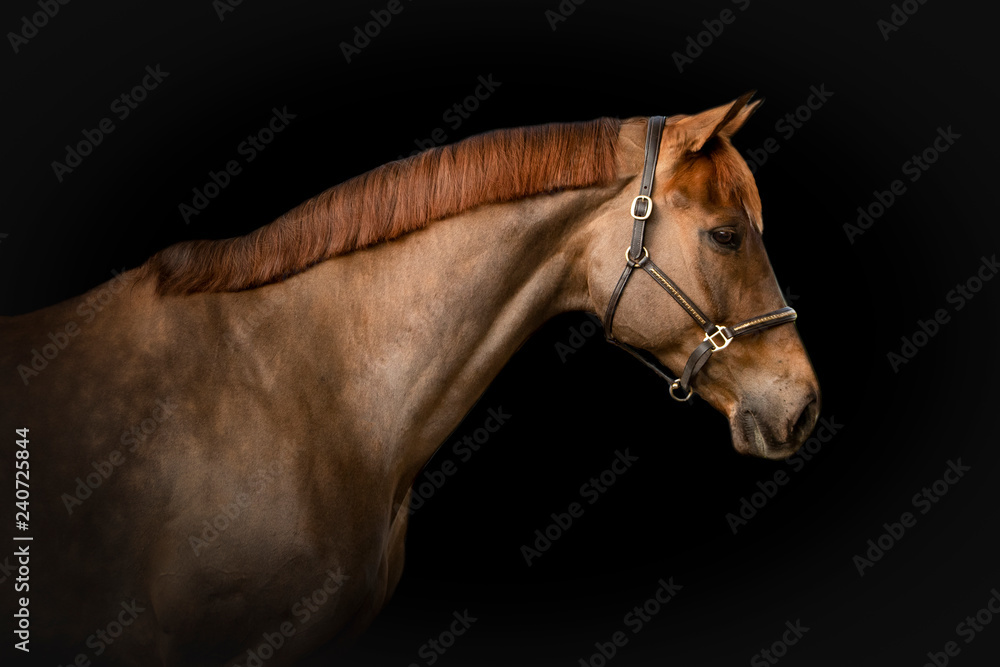 Obraz Fine Art Equine Portrait