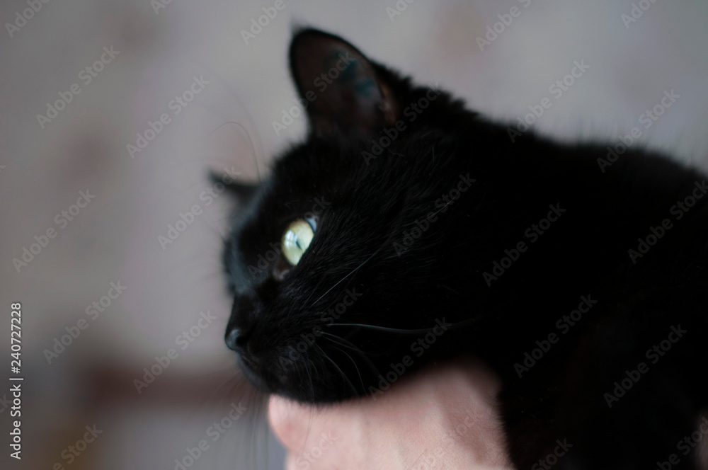 Portrait of a black cat close-up. Black cat in profile