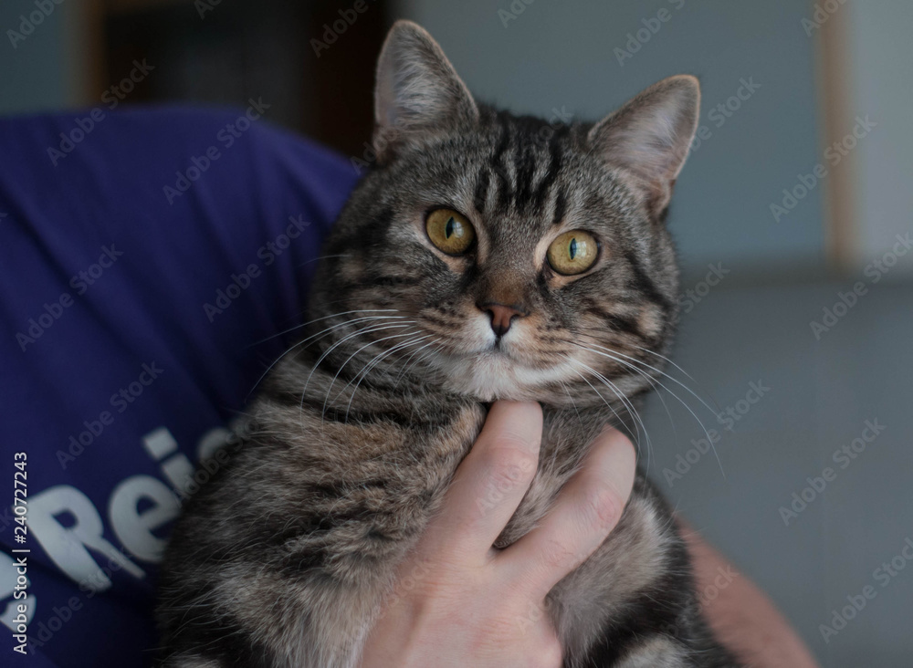 Portrait of a tabby cat close up. Tabby cat closeup in the hands of a man Portrait of a tabby cat close up. Tabby cat closeup in the hands of a man