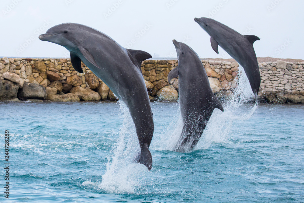 Obraz premium Trzy delfiny razem wyskakują w powietrze