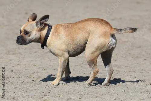 Fototapeta Naklejka Na Ścianę i Meble -  Hund am Strand/Meer