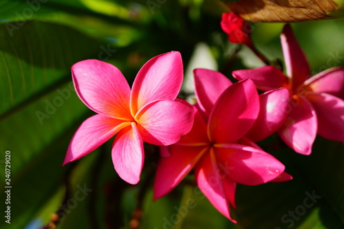 Fragrant blossoms of white and pink frangipani flowers  also called plumeria and melia