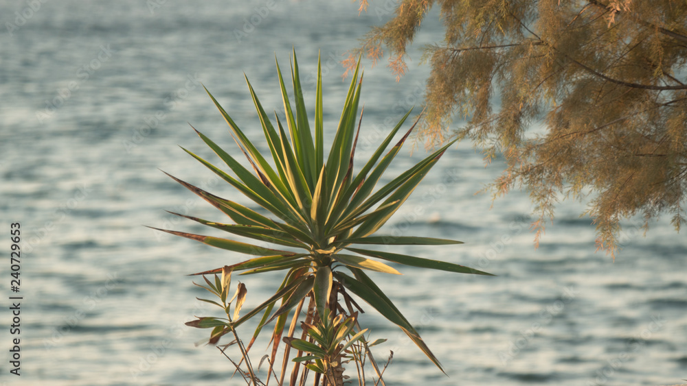 Fototapeta premium Plante palmier en bord de mer