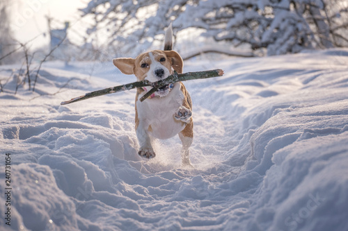 Fototapeta Naklejka Na Ścianę i Meble -  Beagle dog runs and plays in a fabulous snow-covered Park