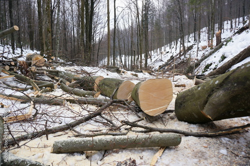 A divided tree lies on a forest road.