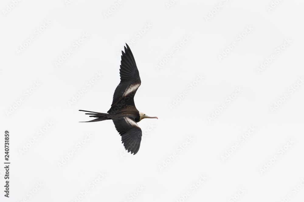 Fototapeta premium オオグンカンドリ幼鳥