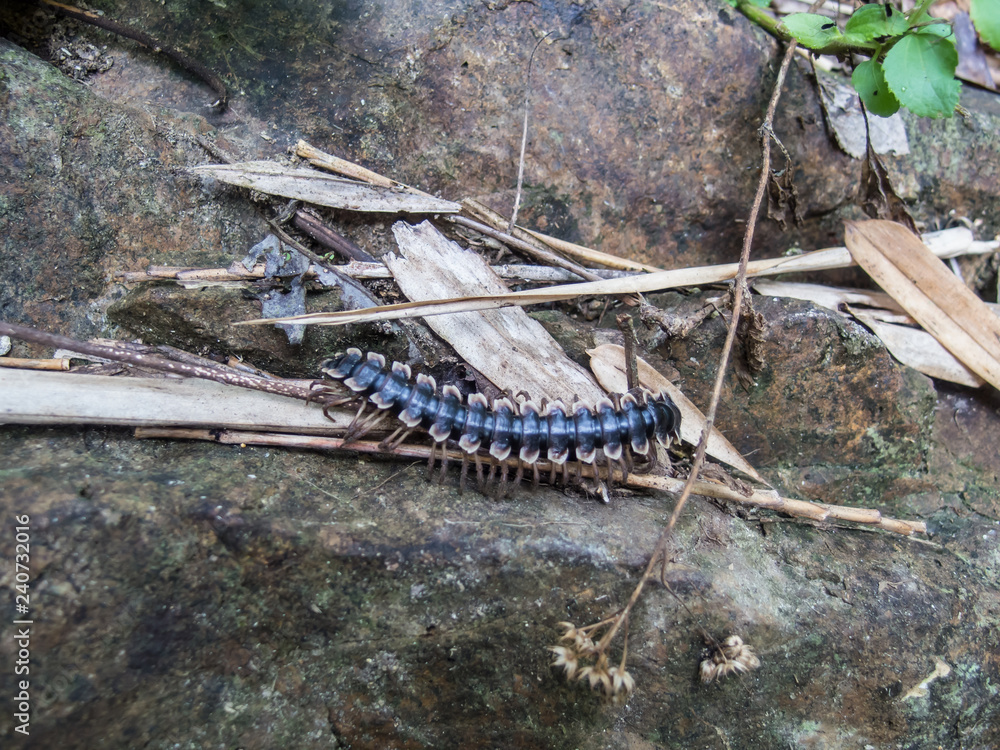 Black centipede looks like spine