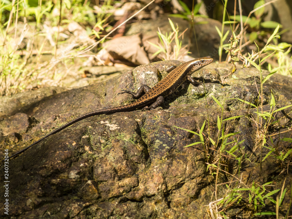 Fototapeta premium Lizard on stick
