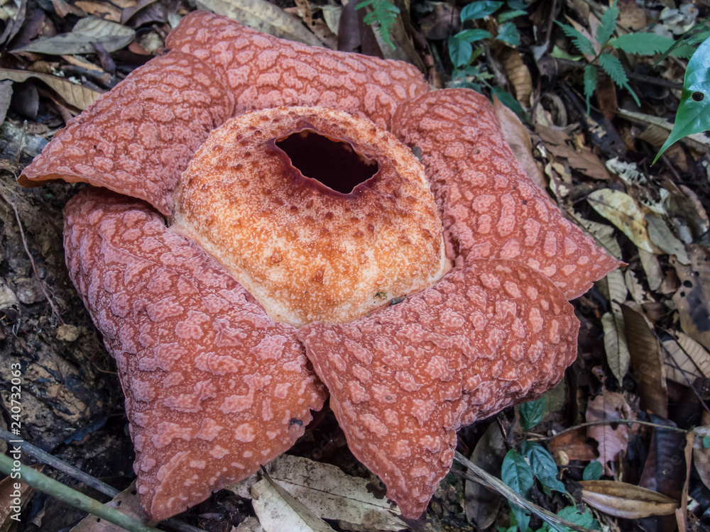 Rafflesia arnoldii, biggest flower Stock Photo | Adobe Stock