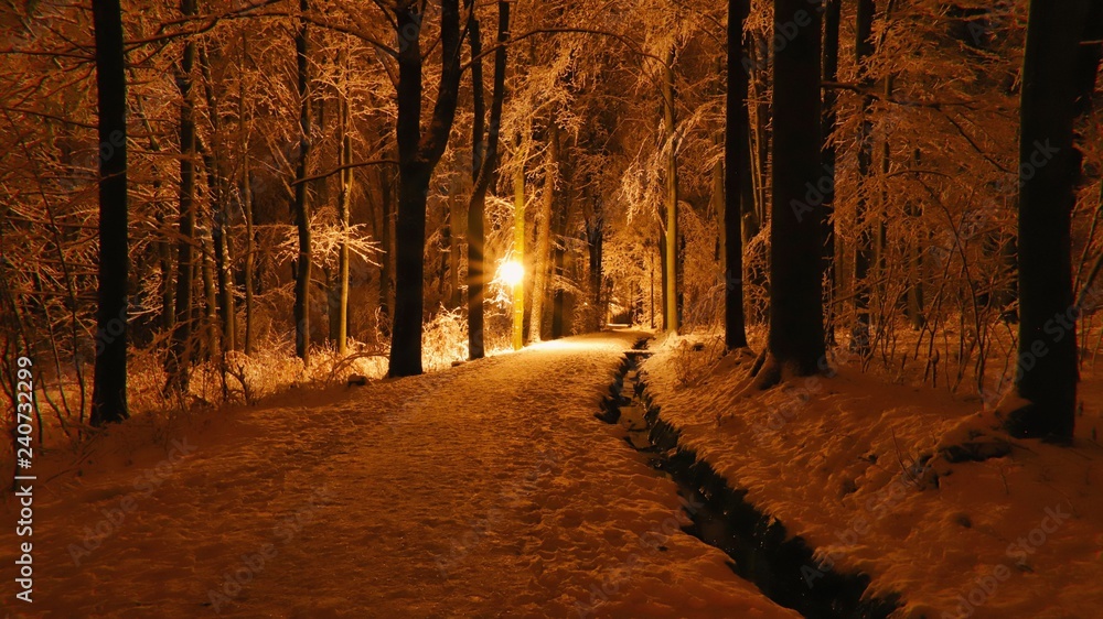 spaziergang im winterwald