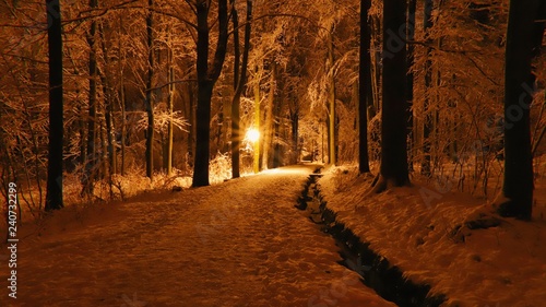 spaziergang im winterwald