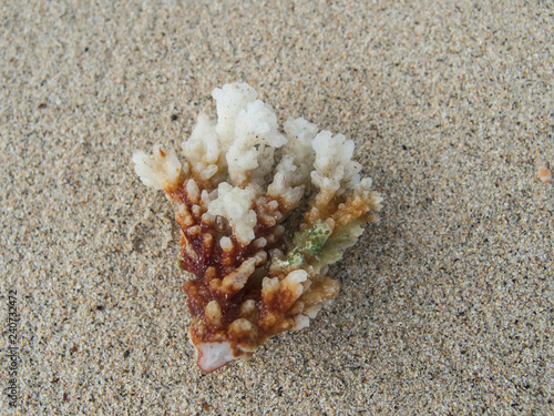 sea corals on beach